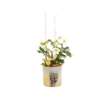 Visuel 1 du produit Hellebore Cache Pot Or