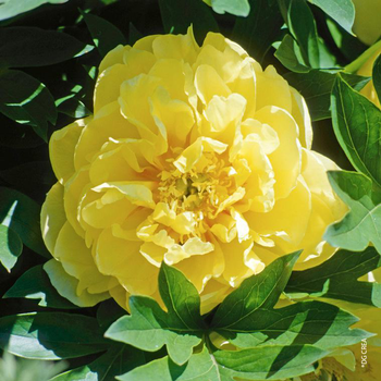 Visuel 1 du produit Pivoine Itoh Bartzella - Le pot de 5 litres