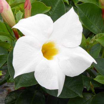 Visuel 1 du produit Dipladenia Blanc. Le pot de 9x9 cm