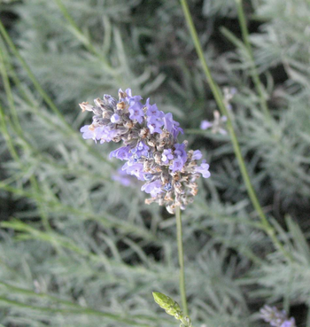 Visuel 1 du produit Lavande Dutch Lavender coloris violet – 3 L