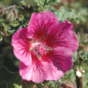 Visuel 1 du produit Anisodontea - Le pot de 5 litres