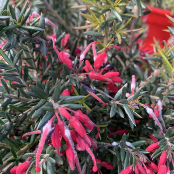 Visuel 1 du produit Grevillea Rondeau. Le pot de 7 litres