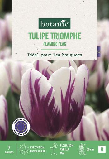 Visuel 1 du produit Bulbes de fleurs Tulipe triomphe Flaming Flag blanc et violet botanic® - 7 bulbes