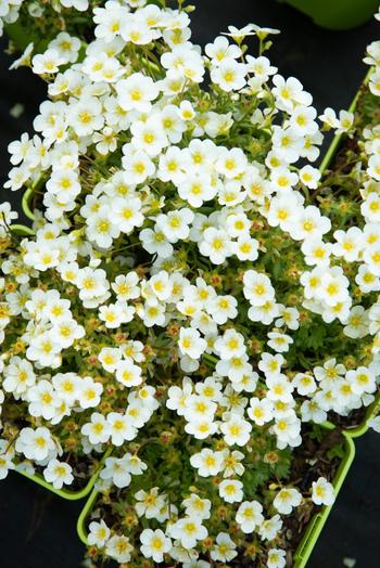 Visuel 1 du produit Saxifrage-Mousse TOURAN® LARGE WHITE - Le pot de 2 litres
