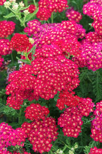 Visuel 1 du produit Achillée ‘Pomegranate’ - Le pot de 2 litres