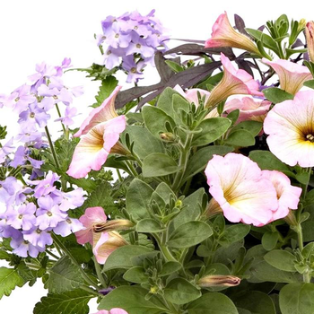 Visuel 1 du produit Melange Confetti - Le pot de 7,5 litres