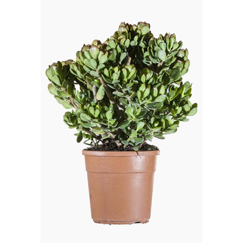 Visuel 1 du produit Crassula Portulacea (Plante de jade) en pot de 7 L vert