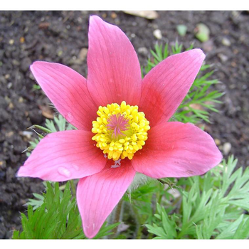 Visuel 1 du produit Pulsatille (Anémone Pulsatille ou Coquelourde), à fleurs violettes - Le pot de 0,5 litre