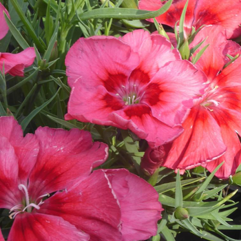 Visuel 1 du produit Dianthus Oriental - Le pot de 10,5 cm