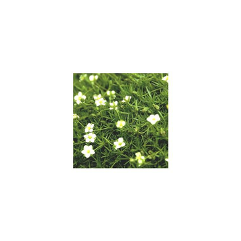 Visuel 1 du produit Sagine subulata Irish Moss - Le pot de 5 litres