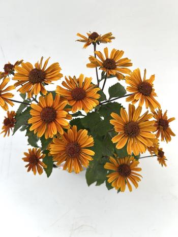 Visuel 1 du produit Héliopsis SOLE D’AMORE - Le pot de 2 litres