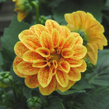 Visuel 1 du produit Dahlia - Le pot de 3 litres