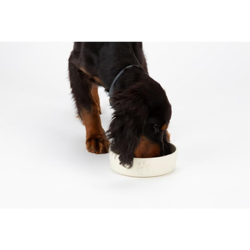 Visuel 1 du produit Gamelle anti-glouton pour chien coloris beige clair en grès Scruffs – 20 x 20 x 6 cm