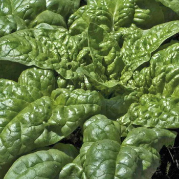 Visuel 1 du produit Epinard Bio. La motte de 4x4 cm