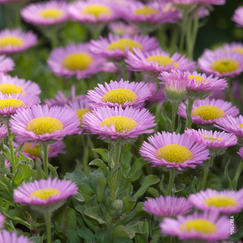 Visuel 1 du produit Erigeron Glaucus 'Sea Breeze' - Le pot de 2 litres