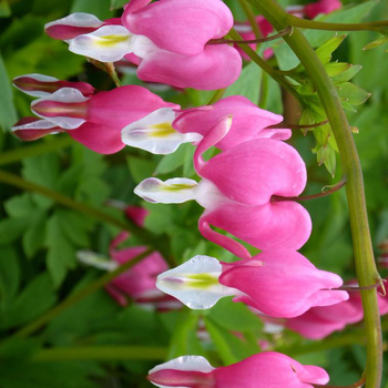 Visuel 1 du produit Cœur de Marie - Le pot de 1 litre