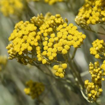 Visuel 1 du produit Immortelle d’Italie botanic® jaune. Le pot de 9 x 9 cm