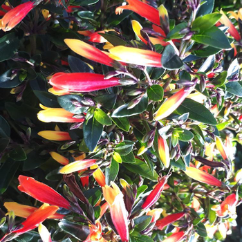 Visuel 1 du produit Libonia ou justicia - La jardinière de 30 cm