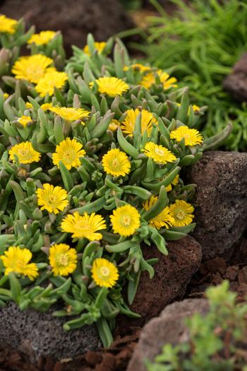 Visuel 1 du produit Pourpier WOW GOLDEN WONDER - Le pot de 2 litres