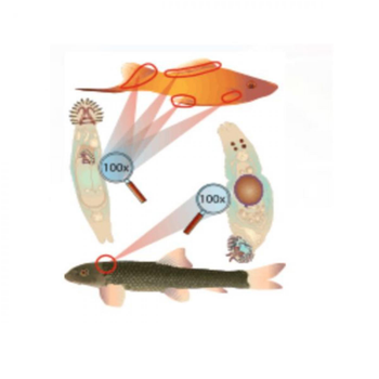 Visuel 1 du produit Traitement anti-vers des branchies, 20ml, ESHA Gdex