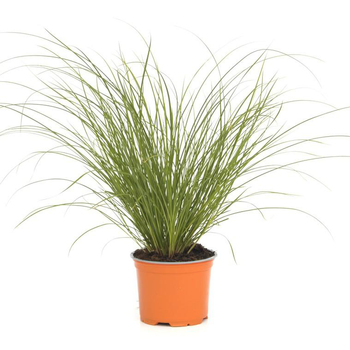 Visuel 1 du produit Carex Testacea Prairie Fire - Le pot de 3 litres