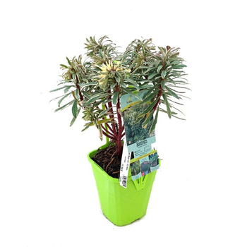 Visuel 1 du produit Euphorbia Characias Glacier Bleu®? en pot de 2 L bleu