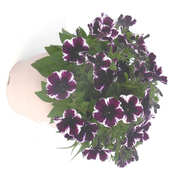 Visuel 1 du produit Pétunia à massifs - Le pot de 5 litres