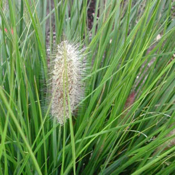 Visuel 1 du produit Pennisetum Alopecuroides Hameln - Le pot de 4 litres