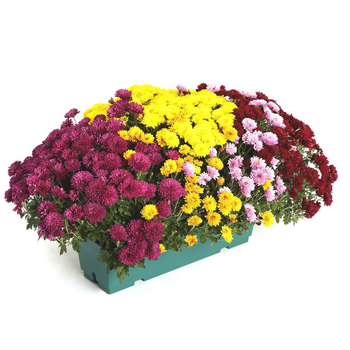 Visuel 1 du produit Chrysanthème multifleurs - La jardinière de 50 cm