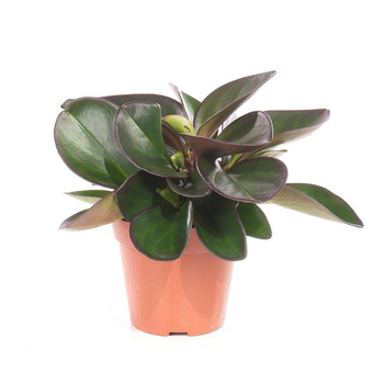 Visuel 1 du produit Peperomia clusifolia