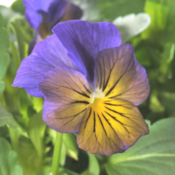 Visuel 1 du produit Pensee retombante Coolwave® - Le pot de 9 x 9 cm