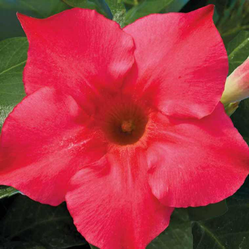 Visuel 1 du produit Dipladénia rose - Le pot de 10,5 cm