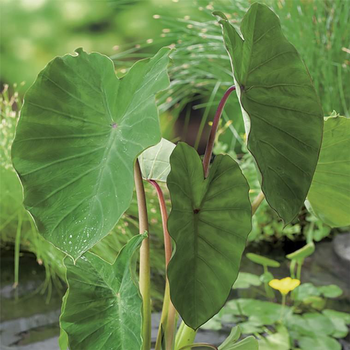 Visuel 1 du produit Colocasia - Le pot de 10,5 cm