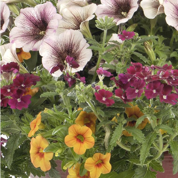 Visuel 1 du produit Melange Confetti Baroque - Le pot de 13 litres