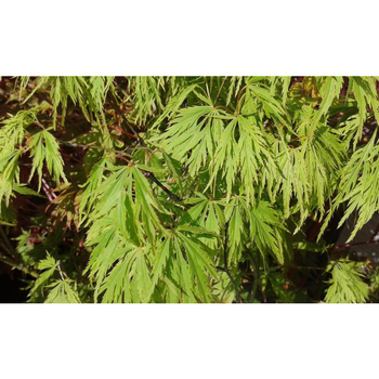 Visuel 1 du produit Erable du Japon (ACER PALMATUM DISSECTUM VIRIDIS ) Le pot de 110 litres