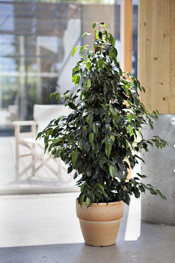 Visuel 1 du produit Ficus Benjamina. Le pot de Ø 14 x H 55 cm