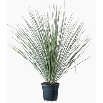 Visuel 1 du produit Dasylirion en pot de 9 L vert