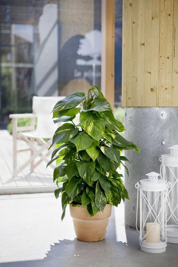 Visuel 1 du produit Pothos Aureus. Le pot de Ø 24 x H 150 cm