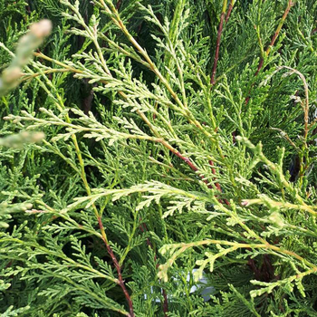 Visuel 1 du produit Cupressocyparis Leylandii type 2001 mini-tige en pot de 9 L
