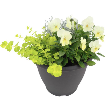 Visuel 1 du produit Plantes vivaces variées - Le pot de 3 litres