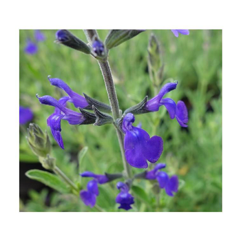 Visuel 1 du produit sauge 'blue note' - Le pot de 5 litres