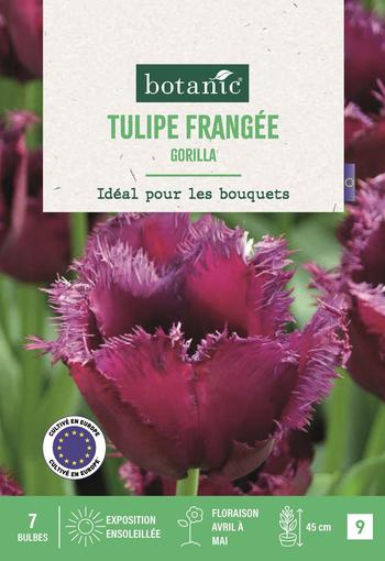 Visuel 1 du produit Tulipe frangée gorilla X7