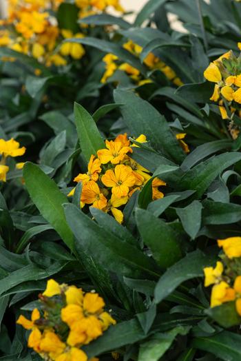 Visuel 1 du produit Fausse-giroflée ‘Winter Spirit’ - Le pot de 2 litres