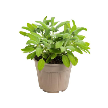 Visuel 1 du produit Sauge Officinale Bio. Le pot de 1 litre