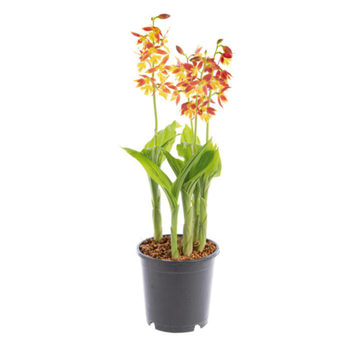 Visuel 1 du produit Orchidee vivace Bletilla - Le pot de 12 cm