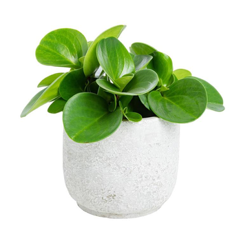 Visuel 1 du produit Plante graphique avec cache-pot Ø 12 cm