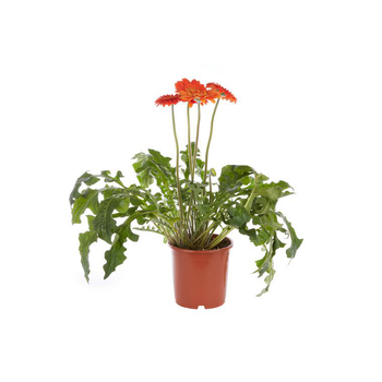 Visuel 1 du produit Gerbéra - Le pot de 2,5 litres