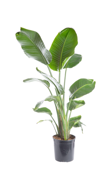 Visuel 1 du produit Oiseau de paradis vert. Le pot Ø 24 cm