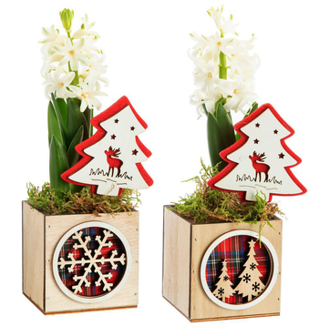 Visuel 1 du produit Jacinthe composition hiver pot bois carré – Ø 8 cm