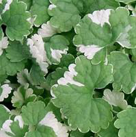 Visuel 1 du produit Glechoma Hederacea Variegata - Le pot de 10.5 cm